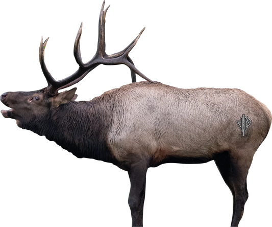 QUIVAR ENABLED DEADNUTS 2D ARCHERY TARGETS