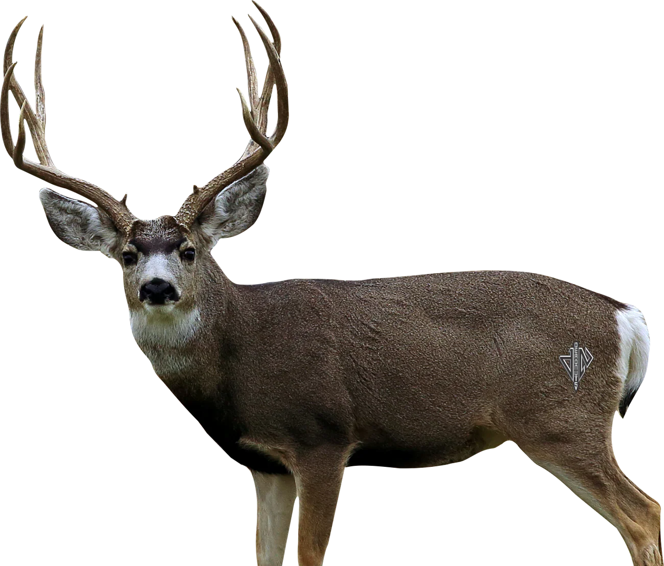 DEADNUTS 2D TARGETS